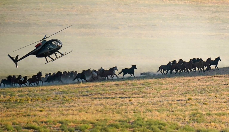 Lawmakers want to drag authorities away from roundup of wild horses