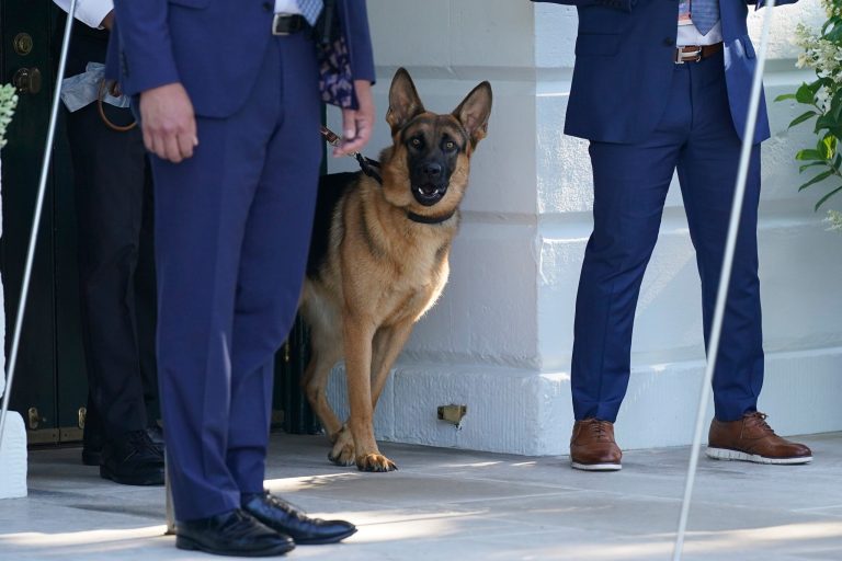 Attacking Biden dog had it out for security agents