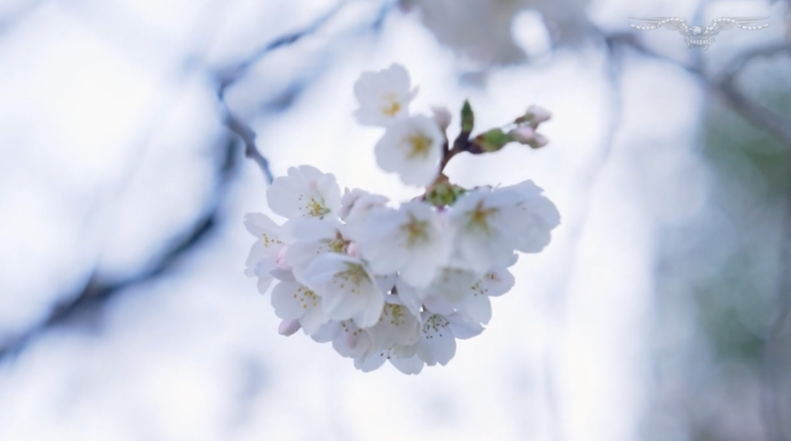 Warmer weather changes cherry blossom peak bloom date