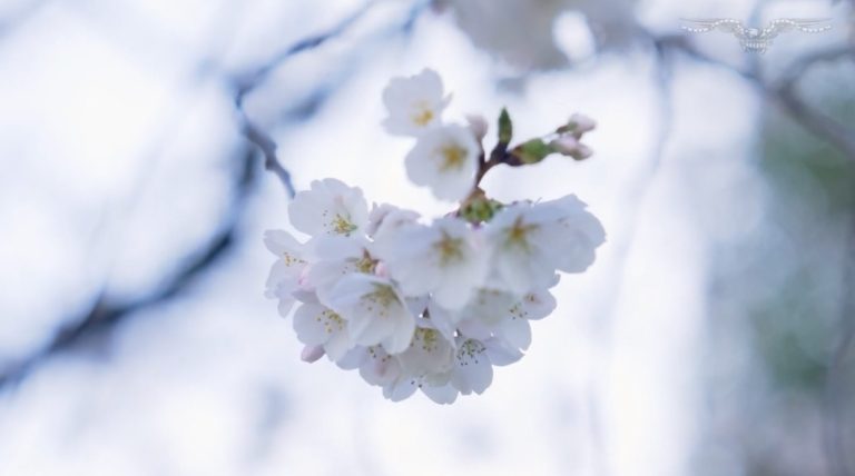 Cherry blossom flower