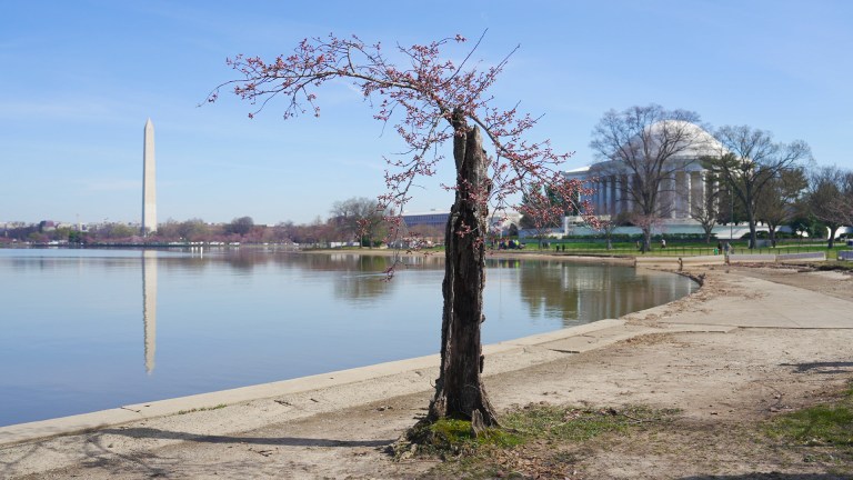 DC Cherry Blossoms: Saying goodbye to Stumpy, the tree that will not die