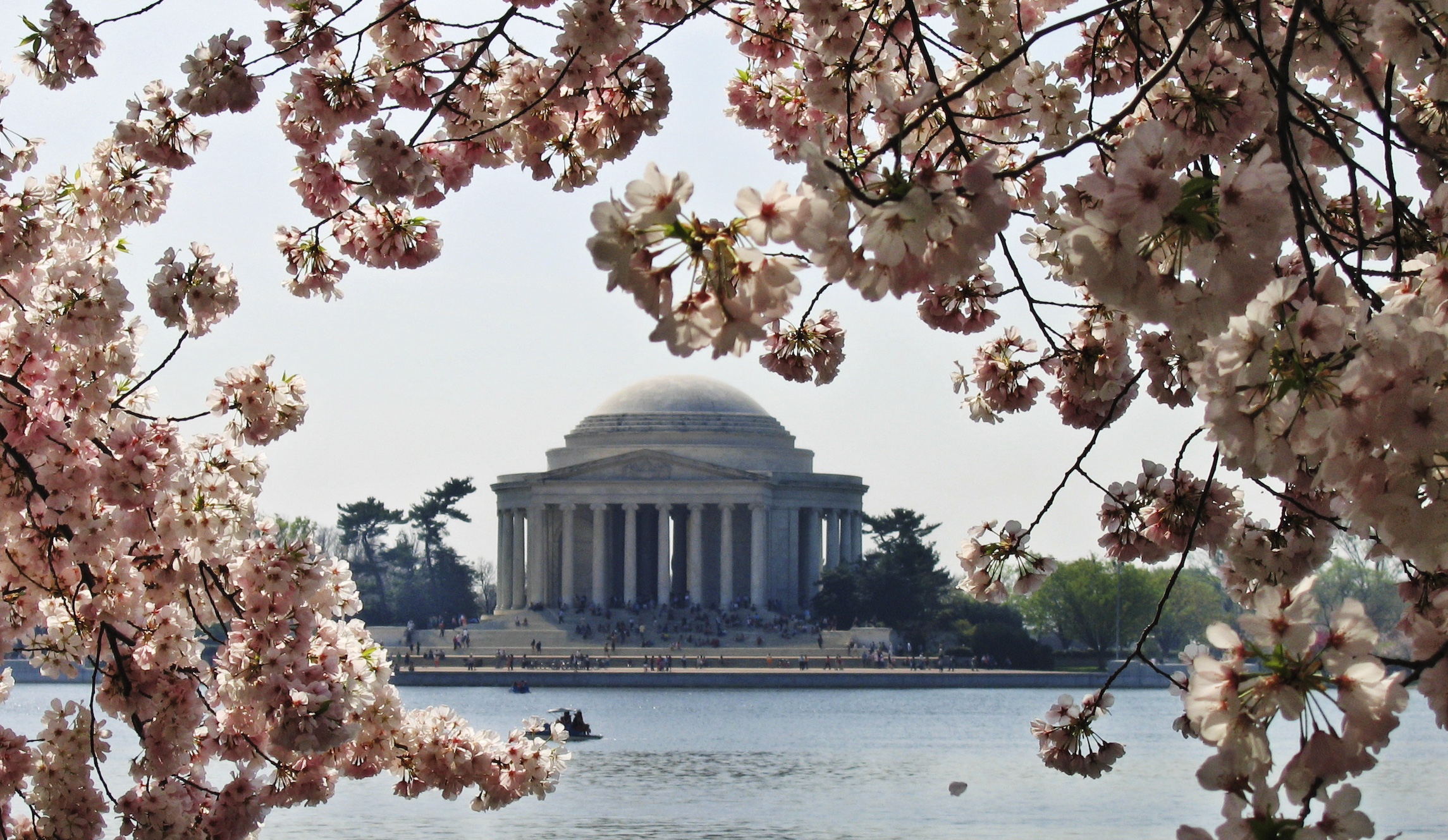 More than 100 cherry blossom trees to be removed from Tidal Basin