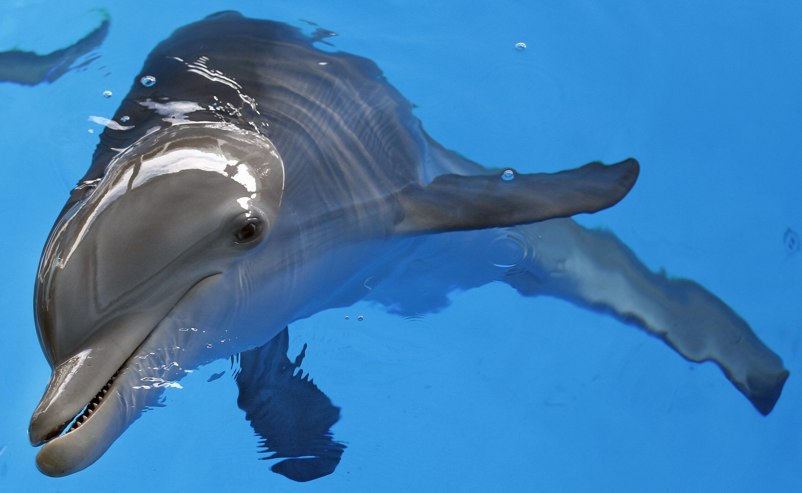 Cash reward offered for information about dead dolphin riddled with bullets
