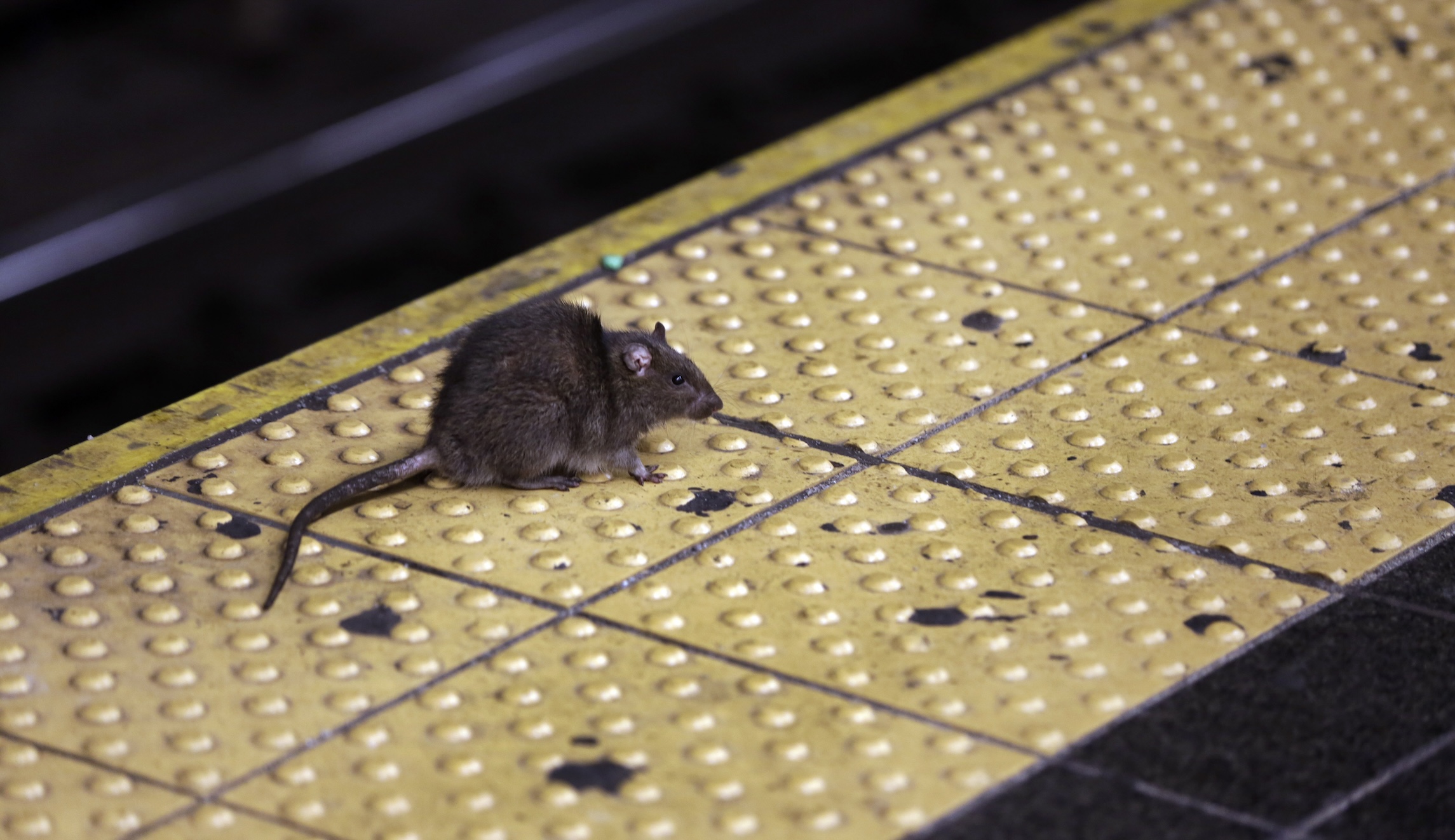 Rat urine bacterial infection breaks records in New York City
