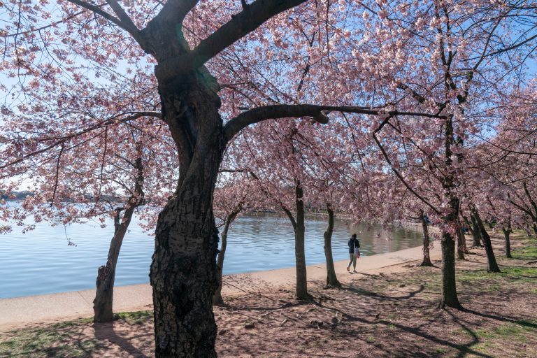 Japan to give Washington new cherry trees to replace ones lost to construction