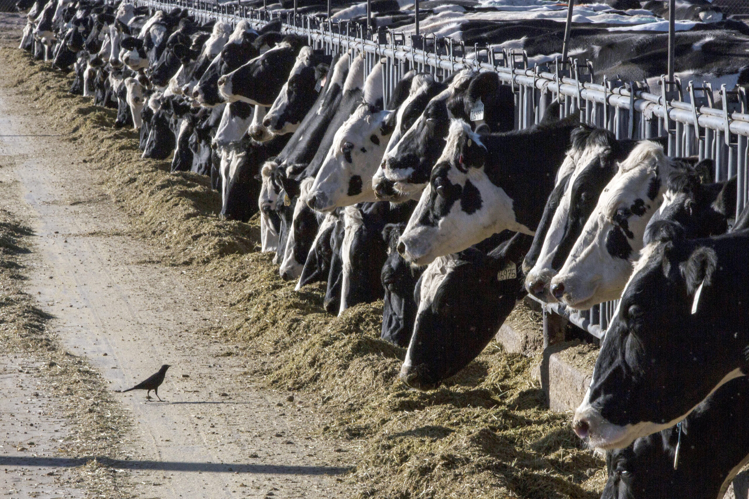 Oregon, Wyoming Senators propose bill to expand grazing on federal land