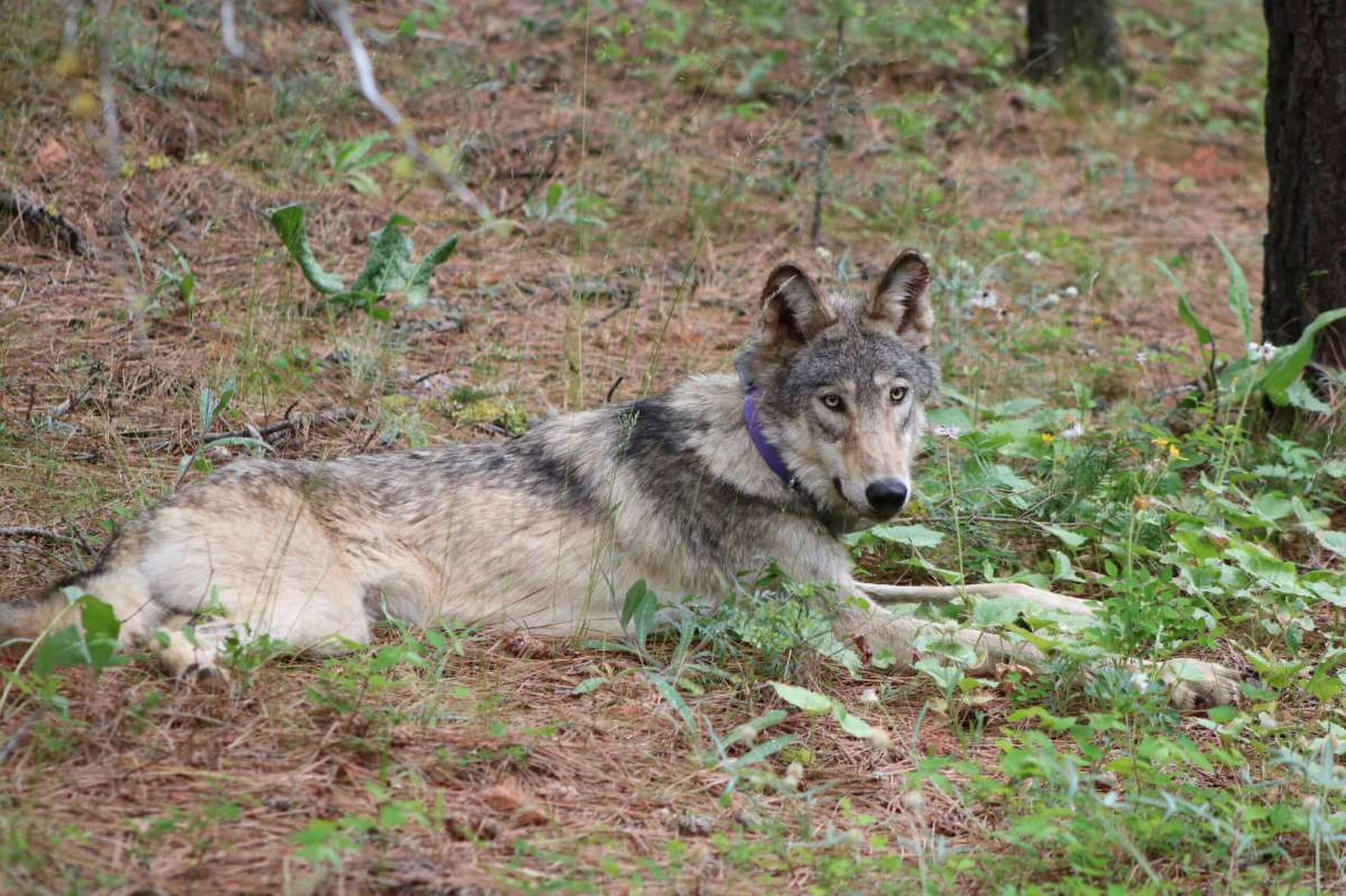 Endangered Species Act overdue for major overhaul