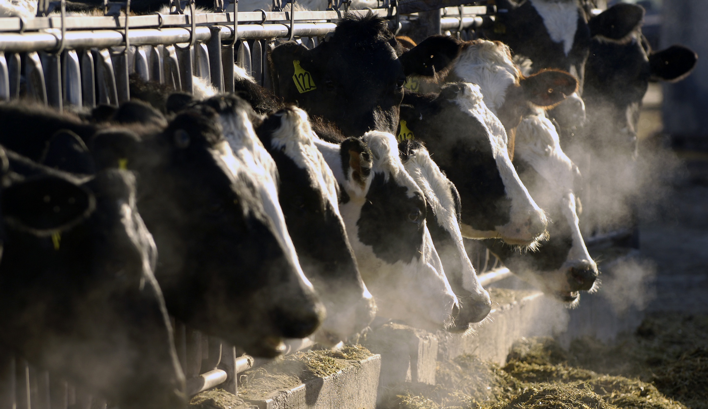 Bird flu is spreading to more farm animals. Are milk and eggs safe?