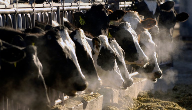 Bird flu is spreading to more farm animals. Are milk and eggs safe?