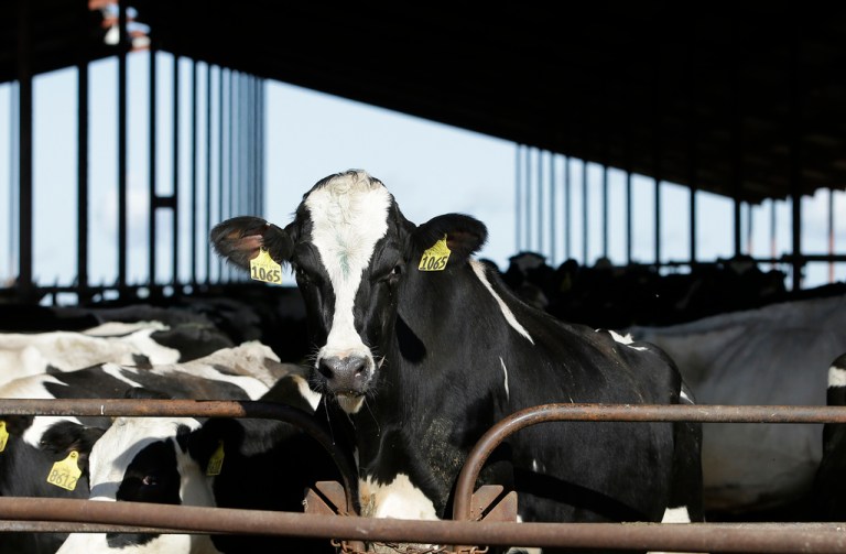 Bird flu in cows spread only through mammary tissue, not respiration, officials say