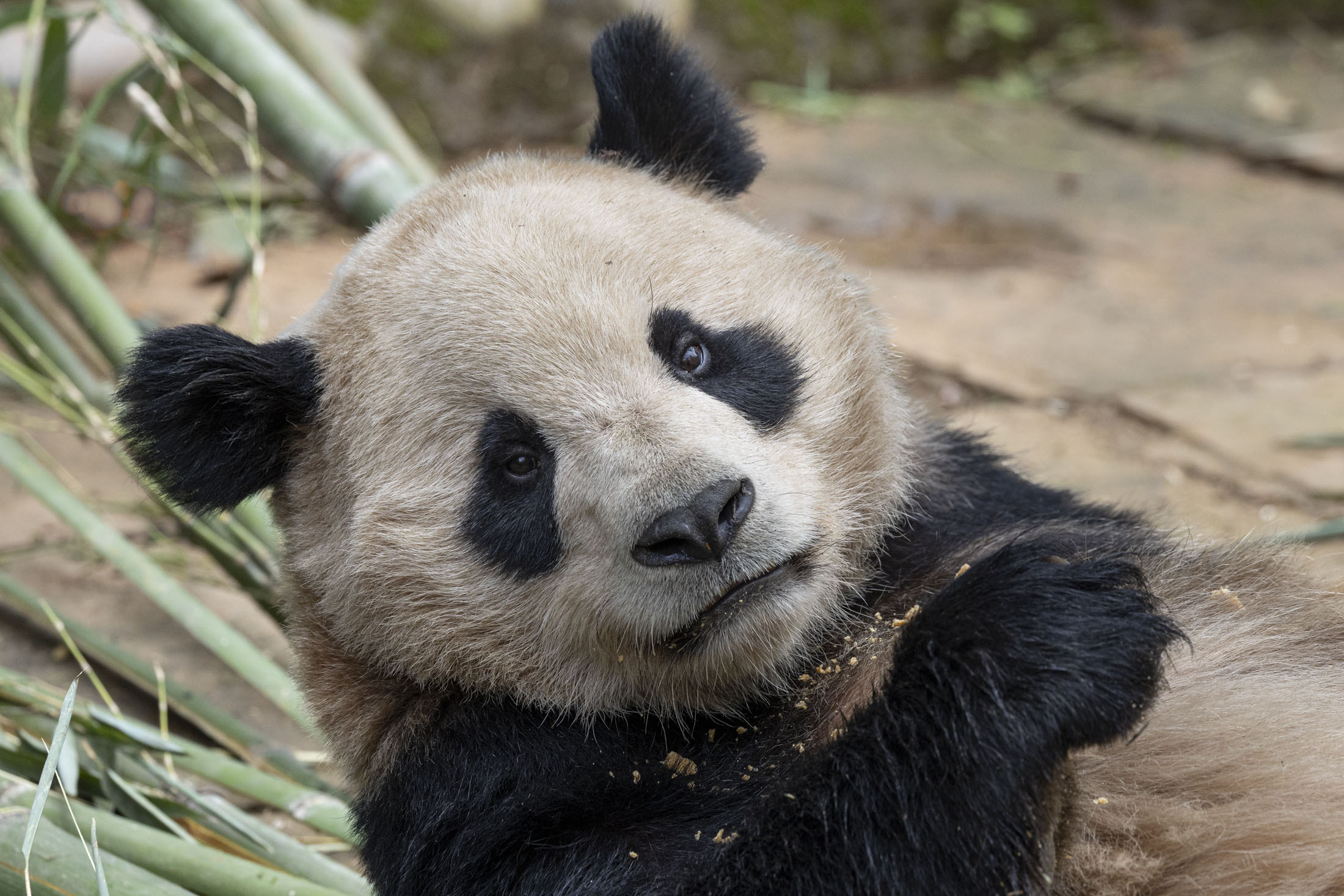 ‘Panda diplomacy’ resurges with pair headed to San Diego Zoo