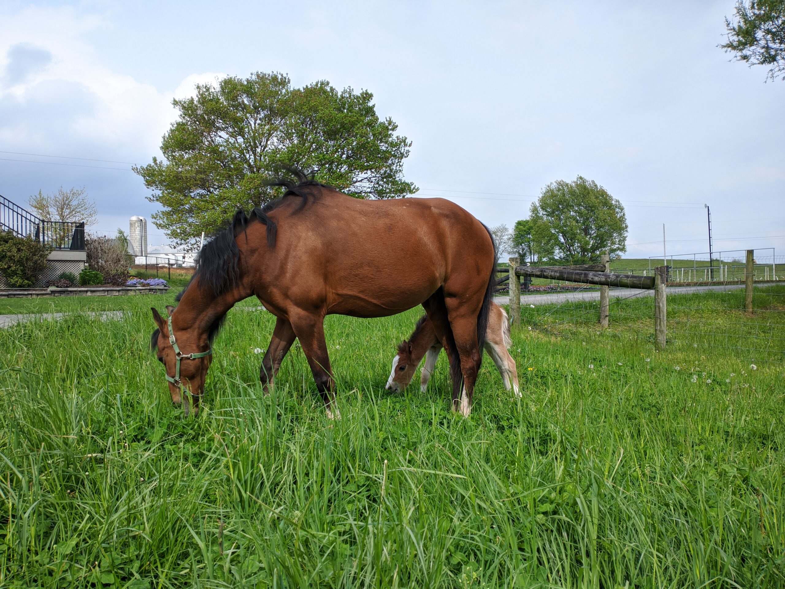 Amos Miller Organic Farm