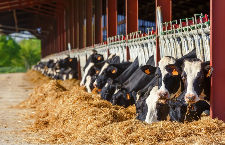 Bird flu outbreak in cows: Lessons learned from COVID-19 failures