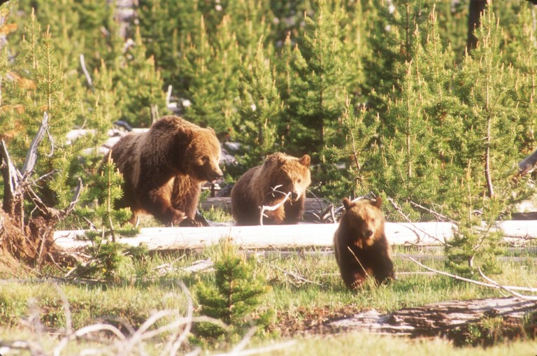 Interior Department won’t recognize victory on saving grizzly bear