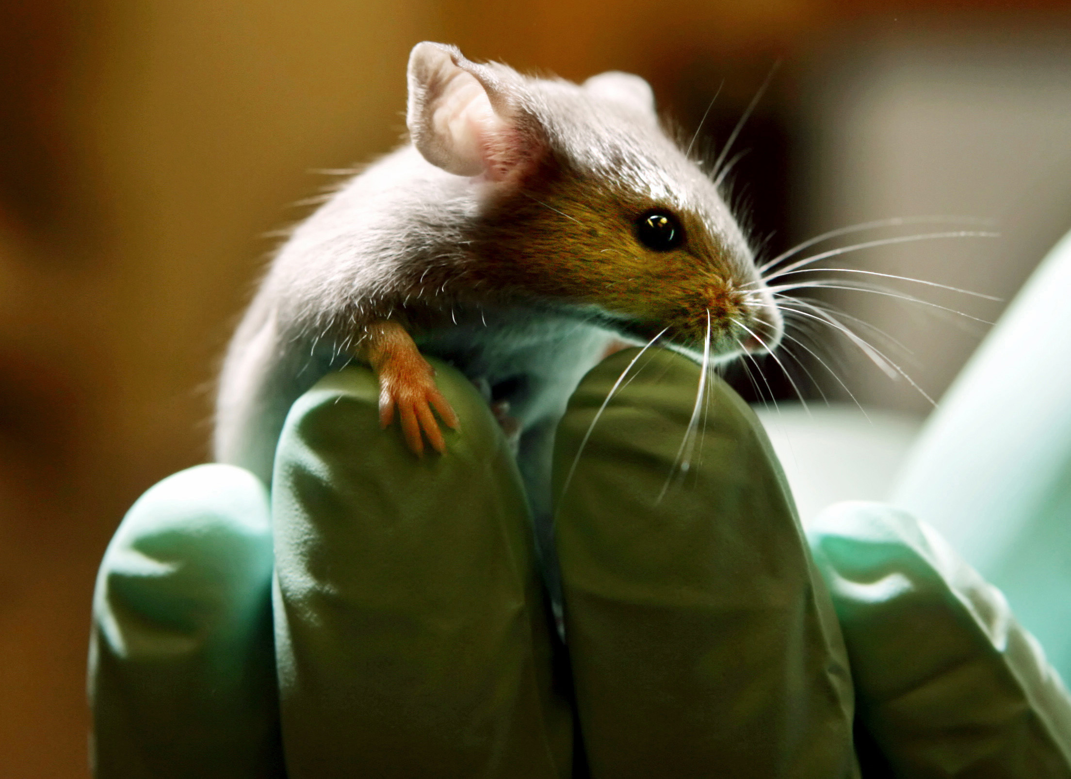 SNL lampoons Washington Examiner investigation on transgender animal experiments