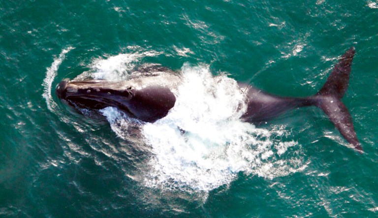 Green groups sue Biden over Alaska LNG project, alleging Endangered Species Act violations