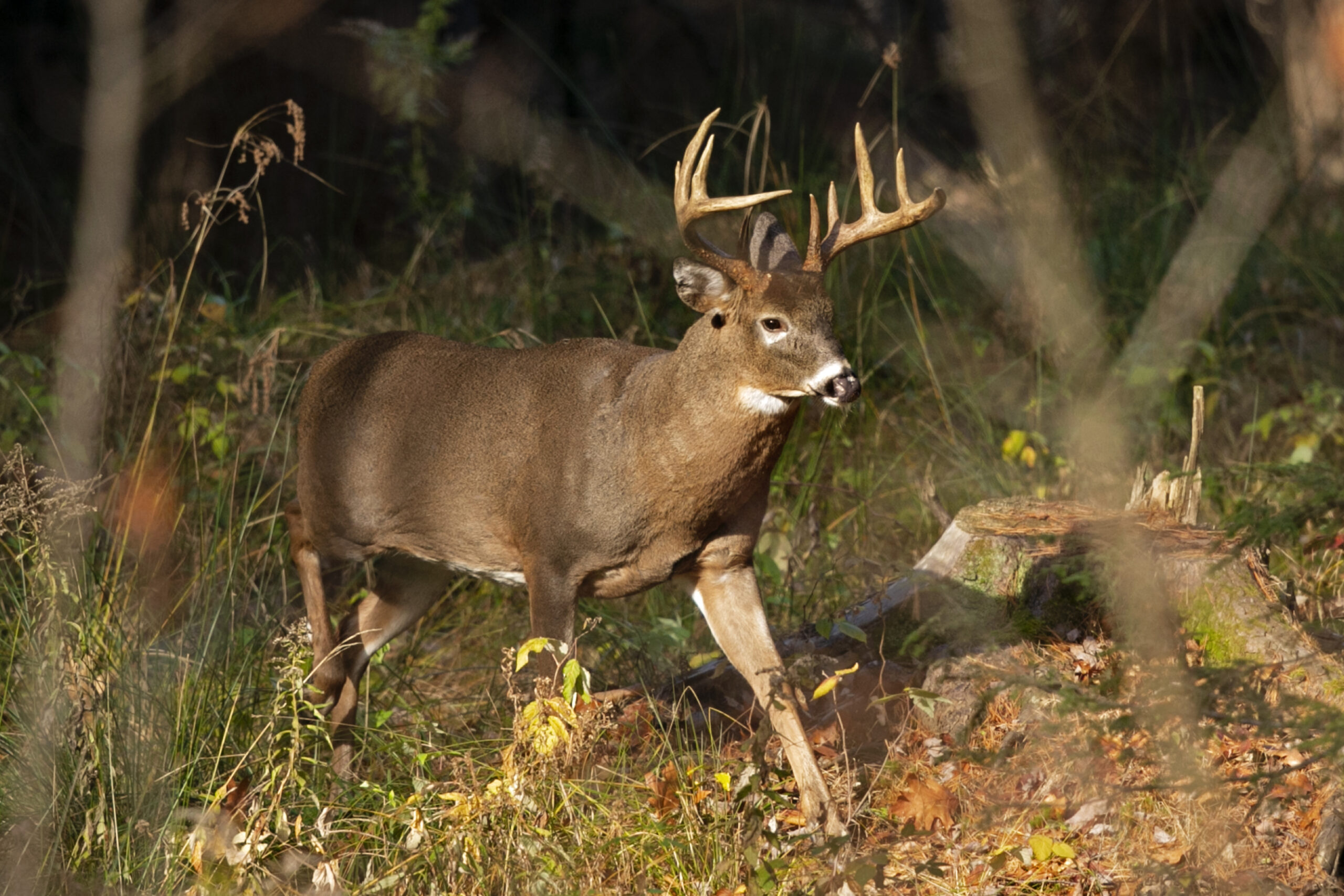 Wisconsin DNR looking to test more than 19K deer for CWD