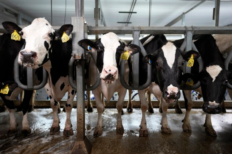 Michigan dairy worker confirmed as second case of bird flu linked to dairy cows in US