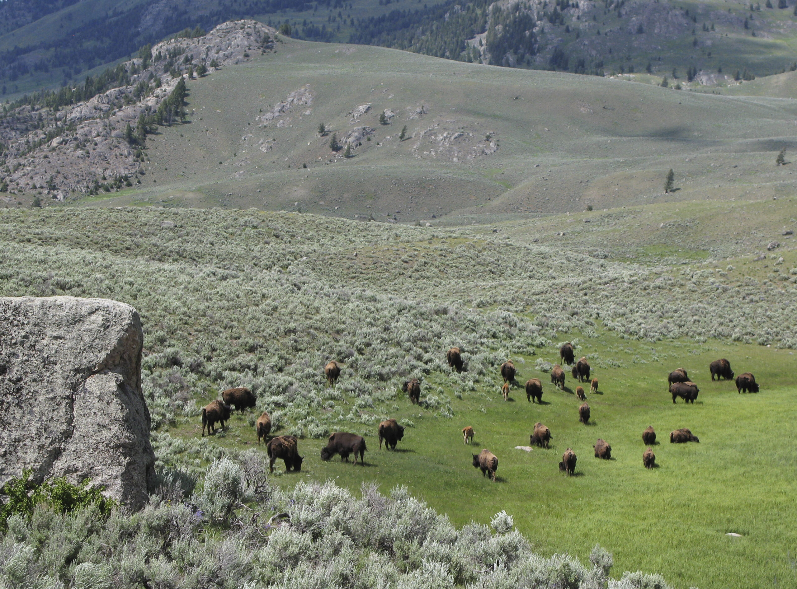 GOP senators look to reverse Biden’s Endangered Species Act protections