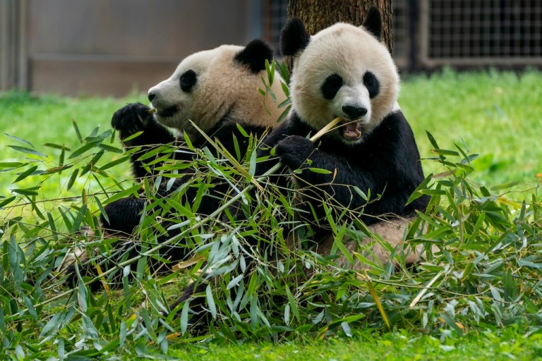 Pandas will return to Washington’s National Zoo