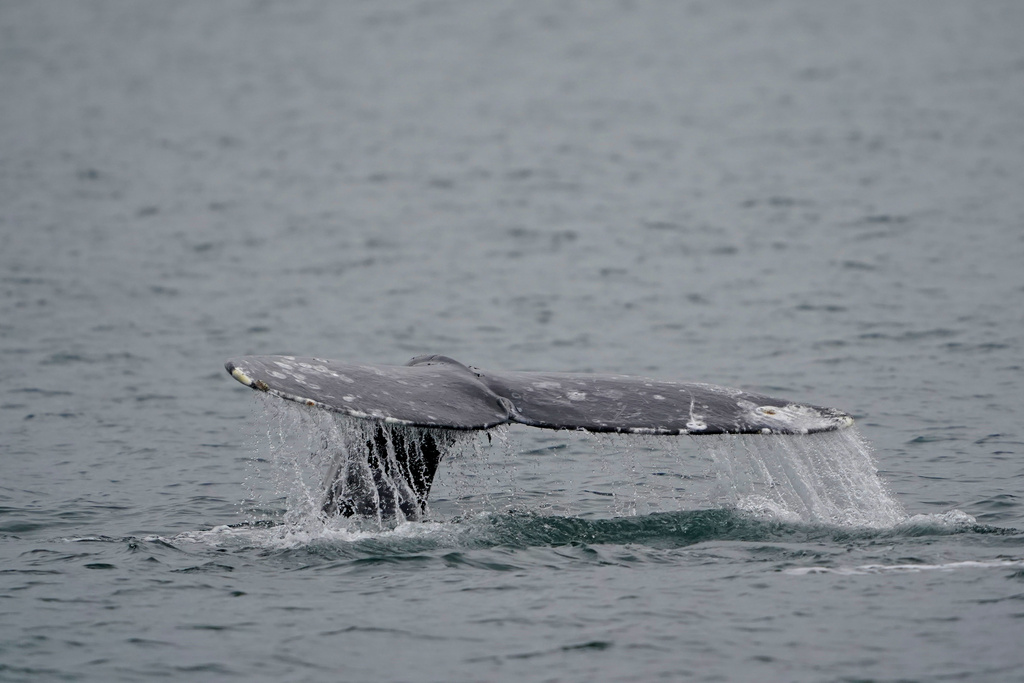 New Jersey wind project sued for posing harm to endangered whale species