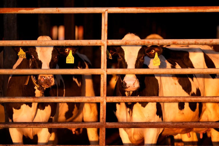 Dairy cows infected with bird flu have died or been slaughtered in five states