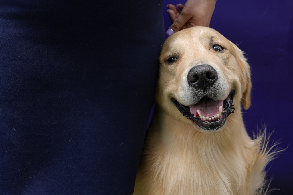 Nationwide cancels 100,000 pet insurance policies due to rising costs