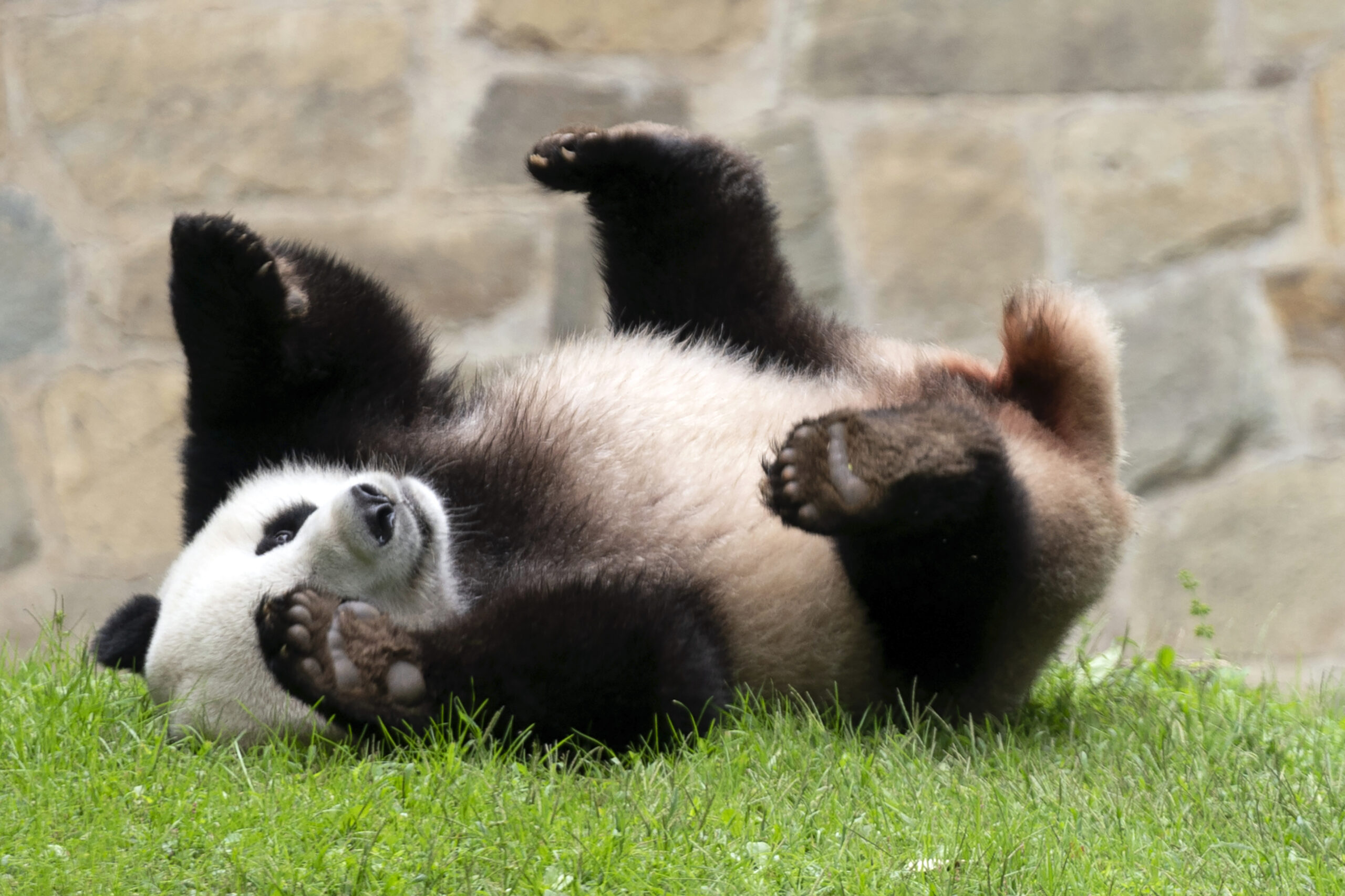 Two pandas on route to San Diego after farewell ceremony in China