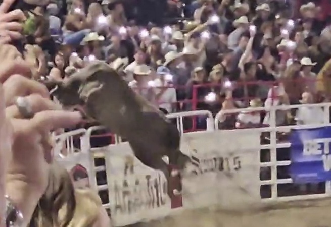 Bull jumps rodeo fence, injuring four onlookers