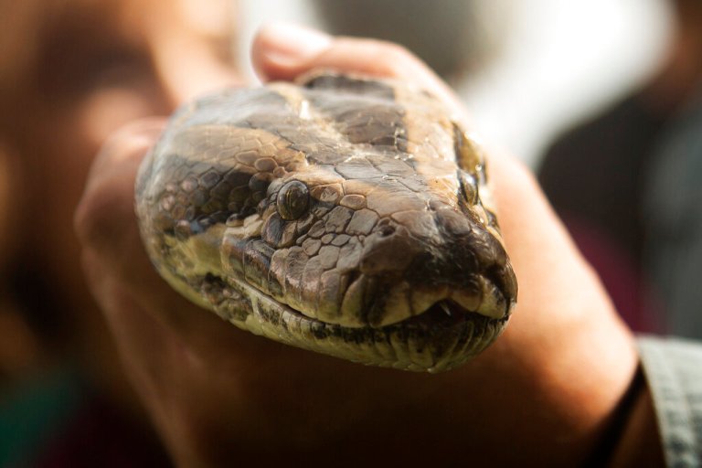Indonesian woman found dead inside python