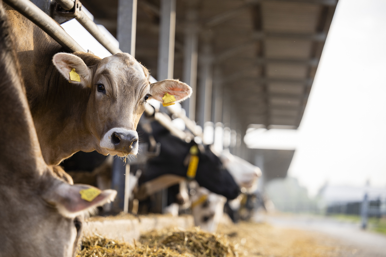Naig asking USDA for more help after avian flu found in another dairy herd