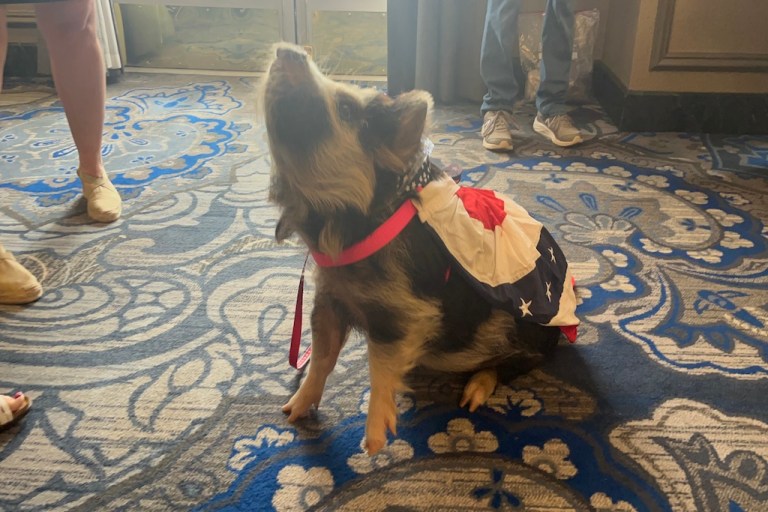 ‘Pig book’ exposes $23 billion in pork spending, lists lawmakers behind the earmarks