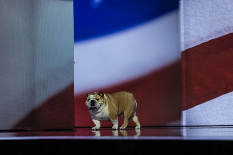 RNC buzz: Babydog and ear bandages bring comic relief to second day of convention