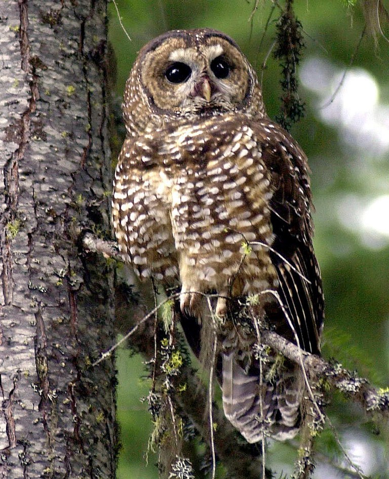 Trump administration proposes cutting habitat protections for endangered species