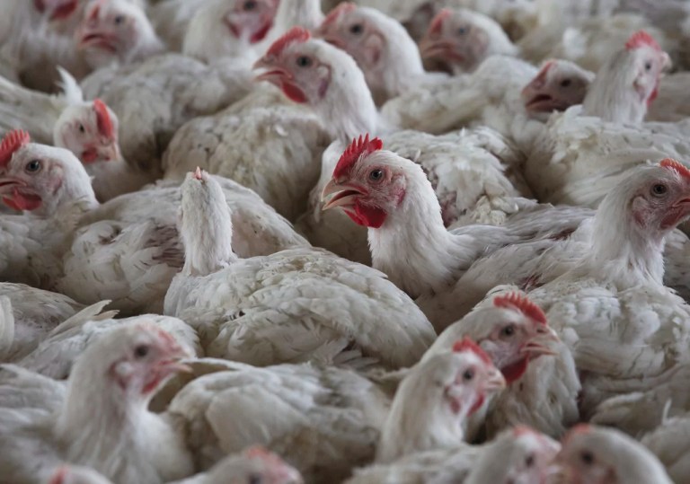 Three bird flu outbreaks detected at DC-area poultry factories, putting region on alert
