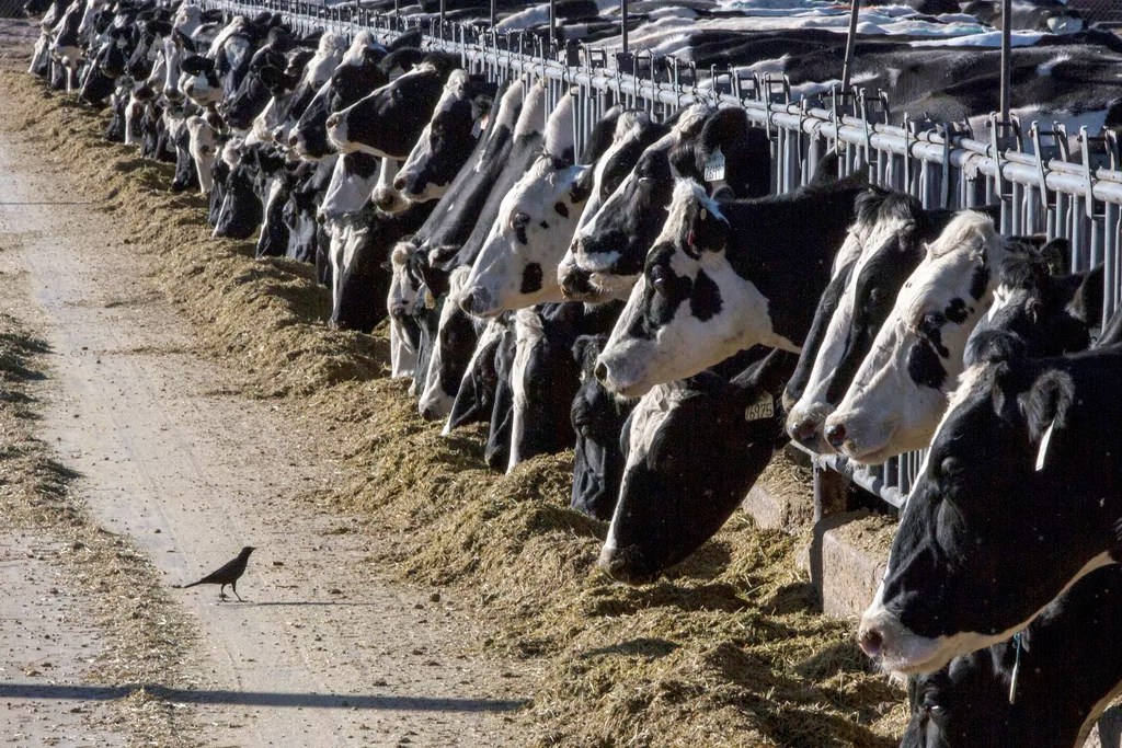 Michigan’s bird flu response unsettles residents central to state’s economy