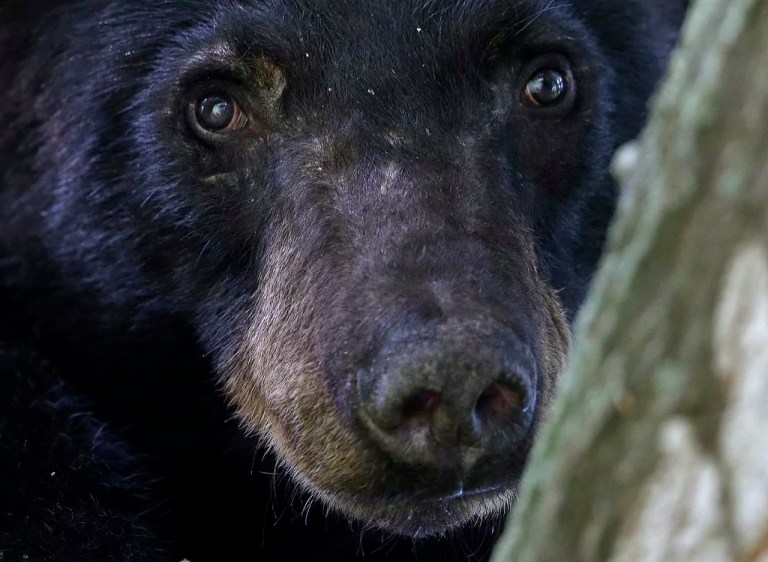Black bear hunting returns to Louisiana