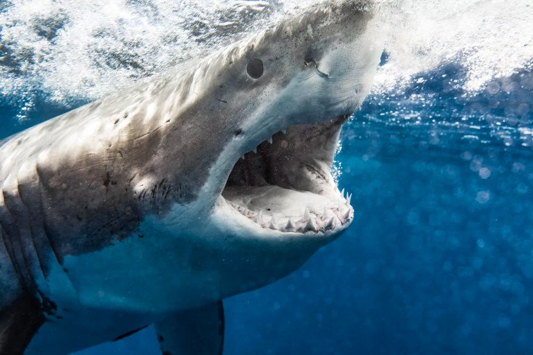 Cocaine sharks found off the coast of Brazil