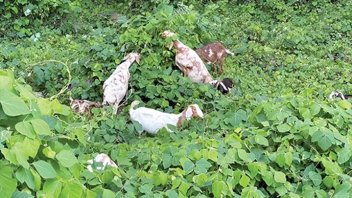 Goat summer: It’s the greatest of all time