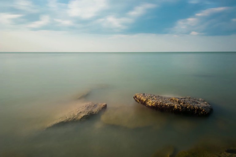 The tern and the screw: How a $350 wooden box revived the common tern