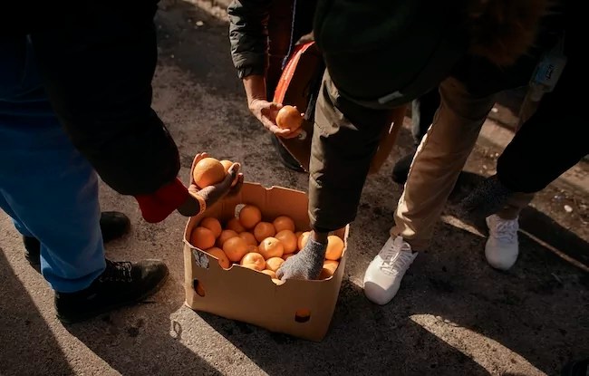 Report says Florida’s citrus industry crop is down 90% from two decades before
