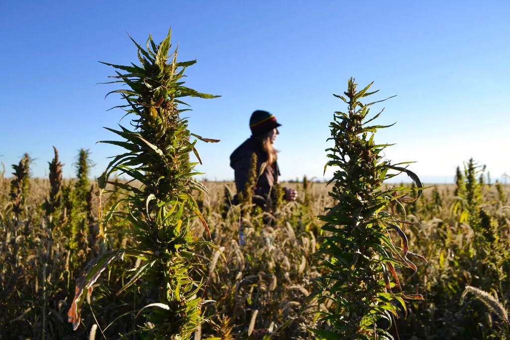Trump’s hemp ban is a huge victory for public health