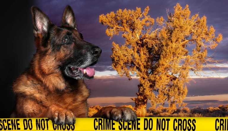 A Farewell to Arfs and the underrating of series fiction