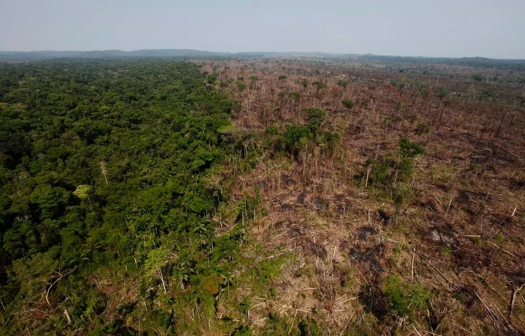 EU to delay rule that threatened US forestry industry