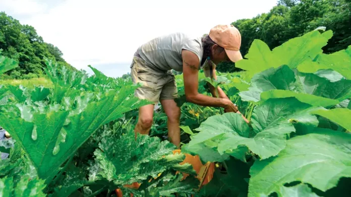 Down on the farm: Why America’s food producers are hurting