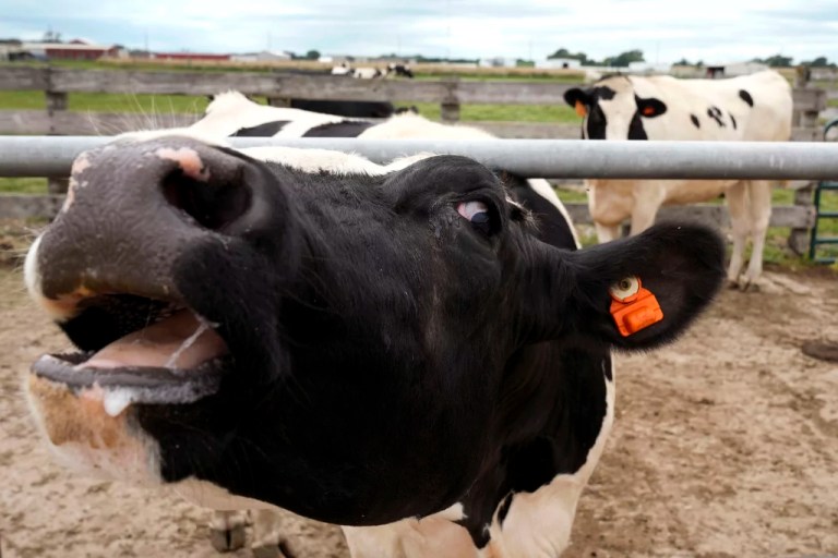 A dairy cow stands in a pen at the U.S. Department of Agriculture's National Animal Disease Center research facility in Ames, Iowa, on Tuesday, Aug. 6, 2024. (AP Photo/Charlie Neibergall)