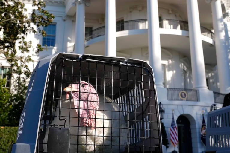 WATCH LIVE: Biden pardons turkeys ahead of Thanksgiving