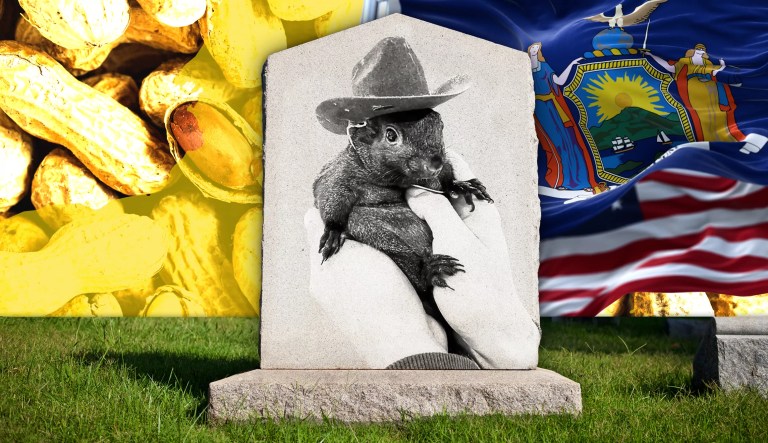 New York executes pet squirrel