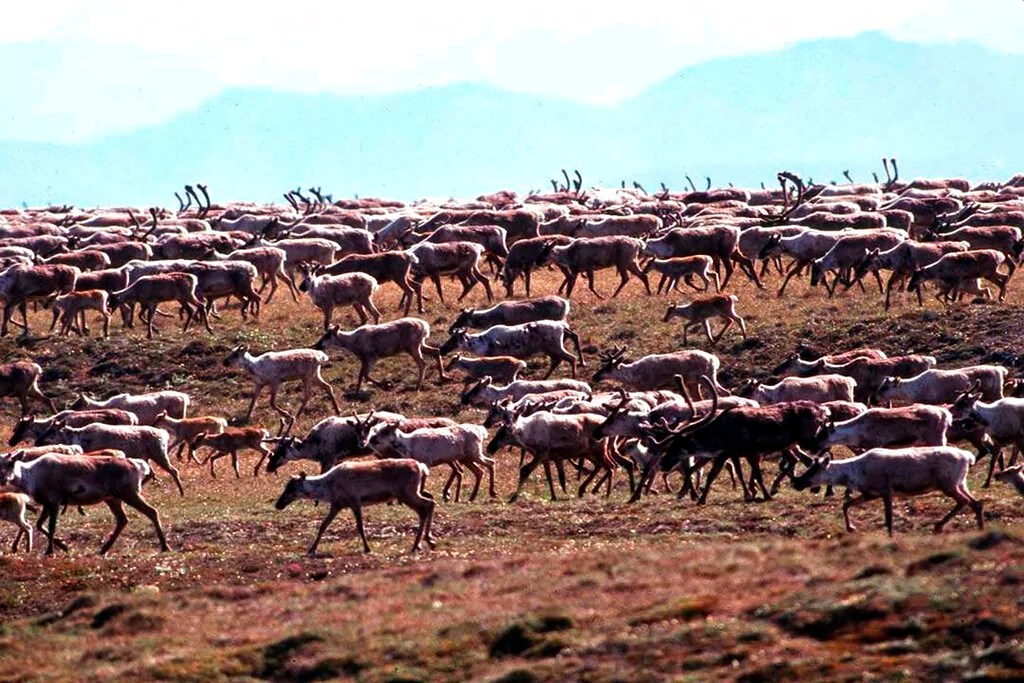 Biden administration announces last-minute Alaska oil and gas lease auction