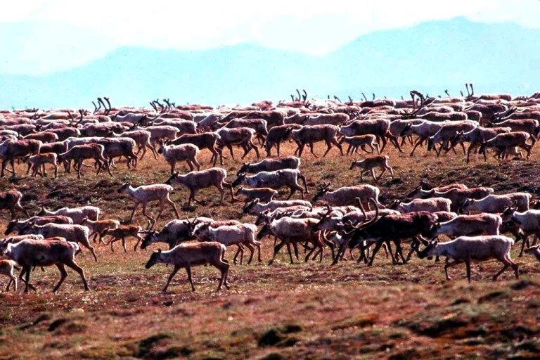 Biden administration announces last-minute Alaska oil and gas lease auction